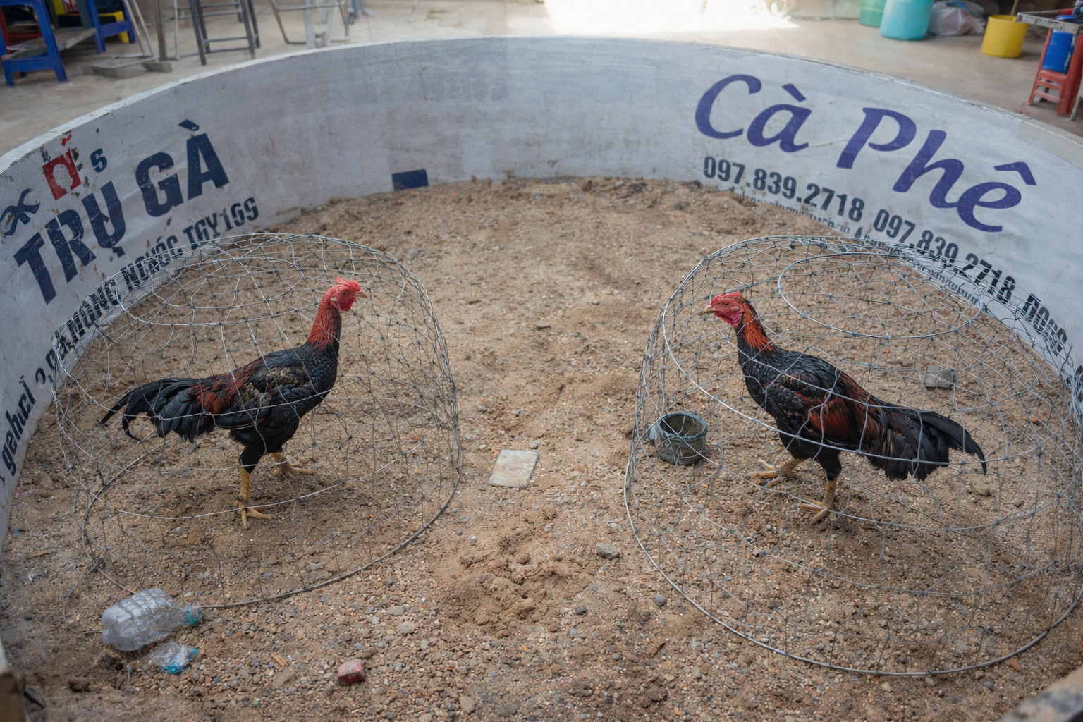 Cuộc chiến chiến kê trong lồng